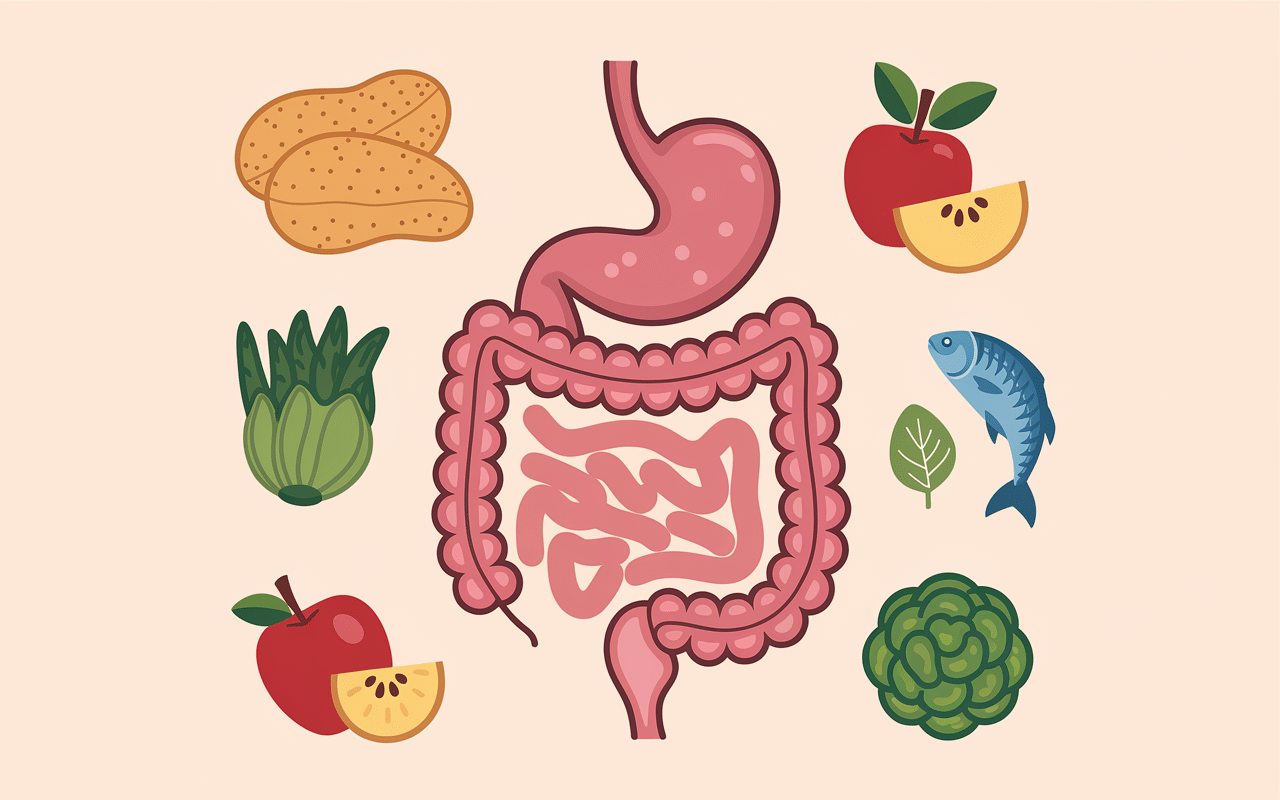 illustration systeme digestif sain